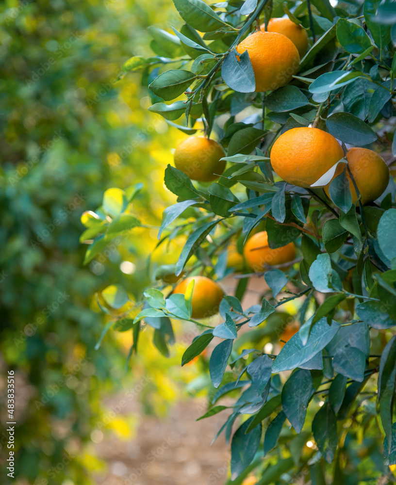 Ripe tangerine fruits on a tree branches, close up vertical shot in citrus orchard