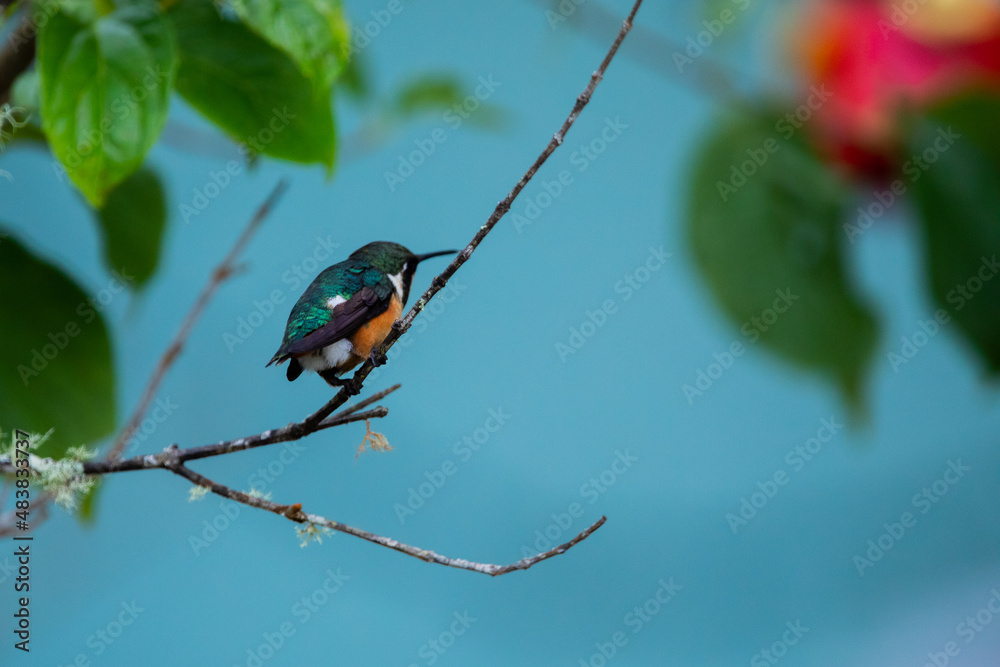 Fototapeta premium cute small green orange hummingbird, bird sitting on a branch in the beautiful place with flower and leaves on light blue background, endemic, tropical, Colombia Santa Marta