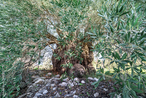 Centuries old olive tree in Laneia  Cyprus. Wide angle view through branches