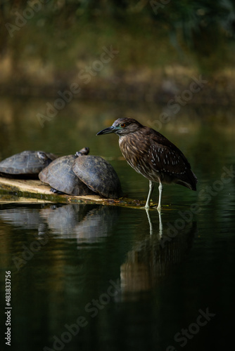 Black-crowned night heron, big brown bird with long yellow legs in a pond with turtles and reflection in the water. Botanic garden Medellin Colombia © Evgenia