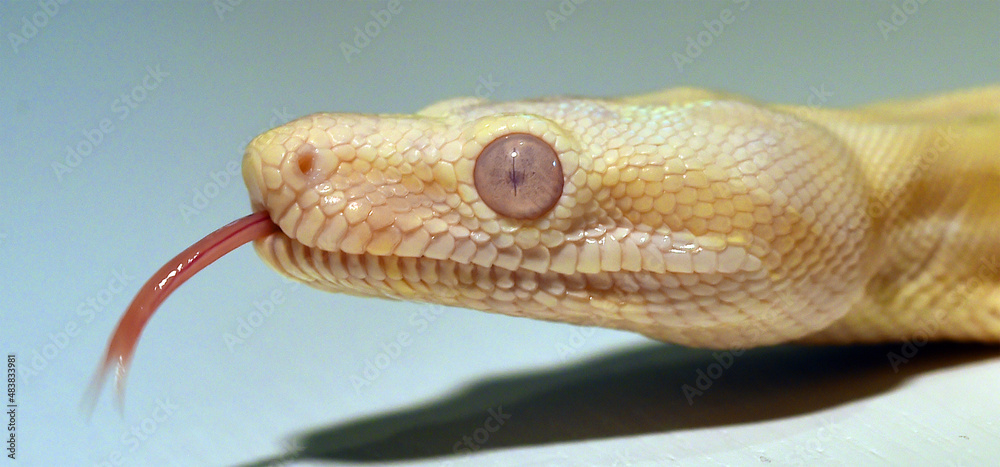 una preciosa boa constrictor una preciosa boa constrictor