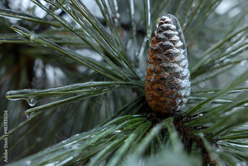 Pine branch with cone in ice glaze outdoors on winter day  closeup