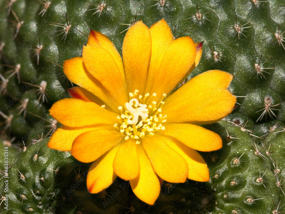 Cactus reputia with yellow blossom