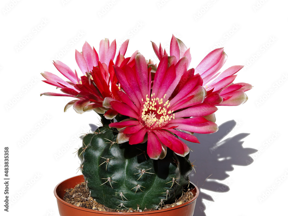 Cactus Gymnocalycium baldianum with three red blossoms in pot