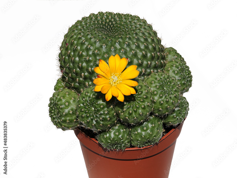 Cactus reputia with yellow blossom in pot
