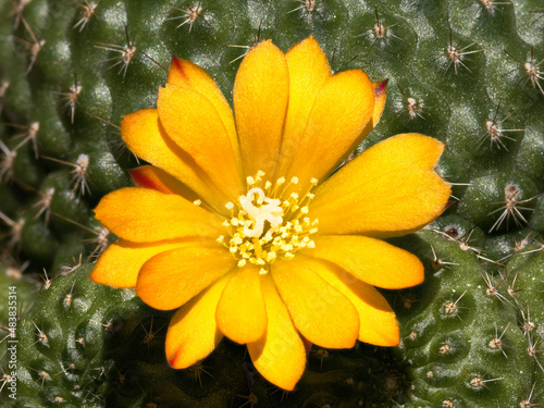Obraz na płótnie Cactus reputia with yellow blossom w salonie