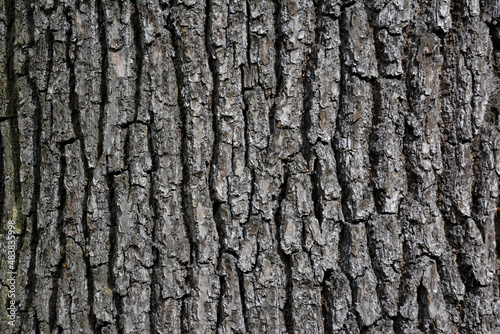 bark of a tree © Ксения Белозерова
