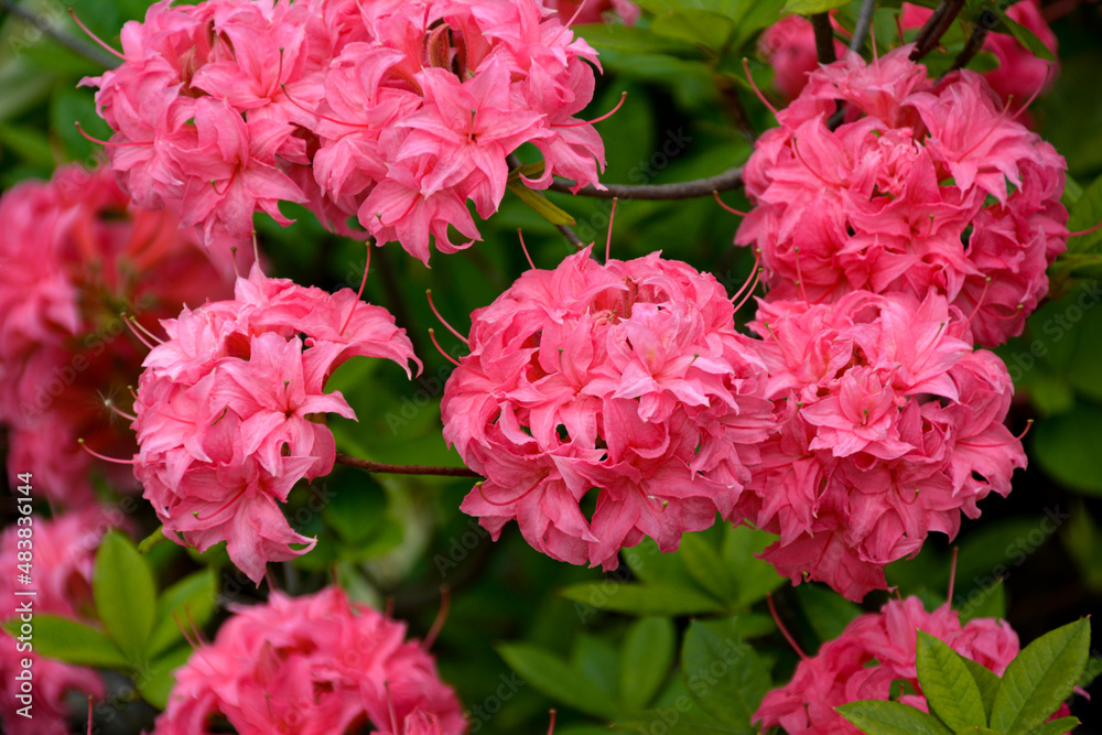 pink flowers in a garden pink flowers in a garden