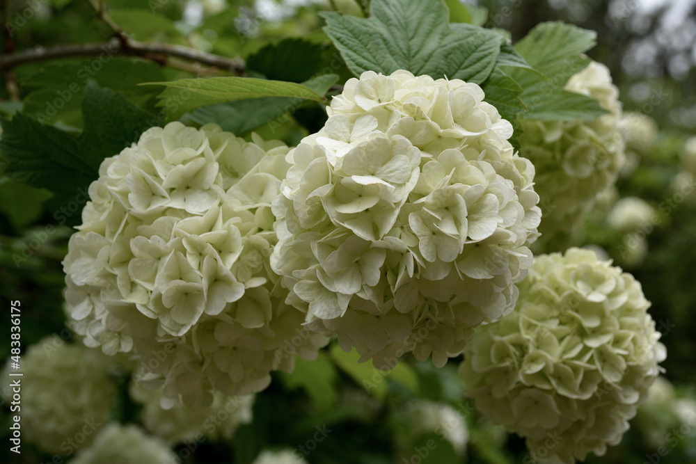 white flowers white flowers