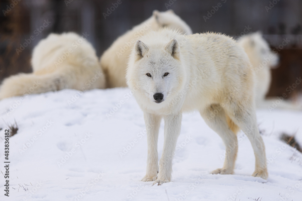 male Arctic wolf (Canis lupus arctos) something got his attention