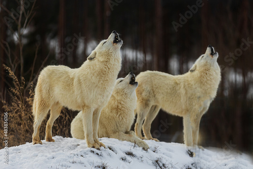male Arctic wolf (Canis lupus arctos) the pack howls together