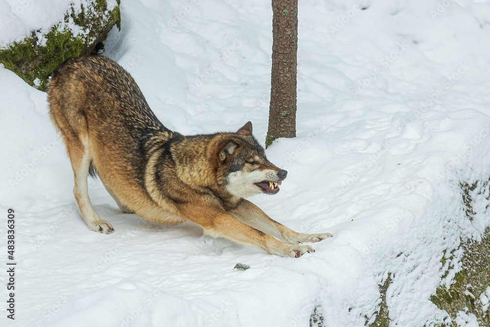 male Eurasian wolf (Canis lupus lupus) stretching and baring his teeth male Eurasian wolf (Canis lupus lupus) stretching and baring his teeth