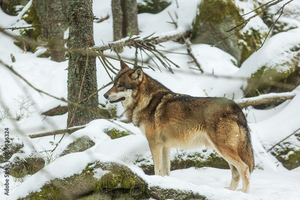 Naklejka premium male Eurasian wolf (Canis lupus lupus) waiting for the rest of the pack