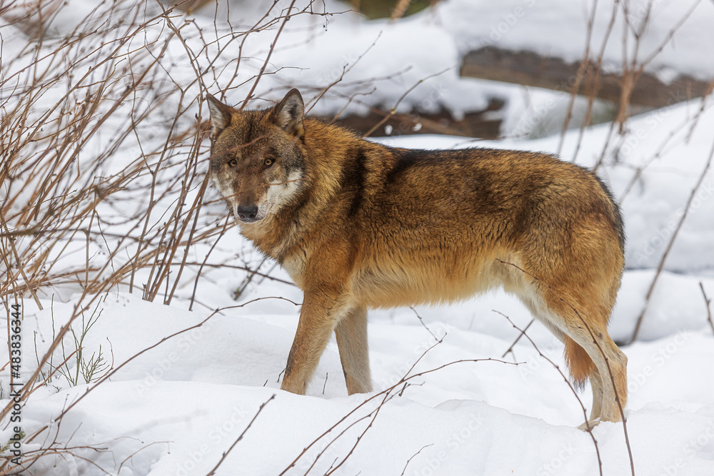 male Eurasian wolf (Canis lupus lupus) standing in the snow behind a fallen bush over which he is focused