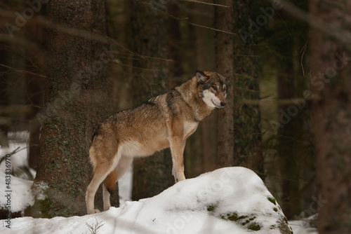 Eurasian wolf in the winter forest. Wolf pack during the winter in Europe. European wildlife. 