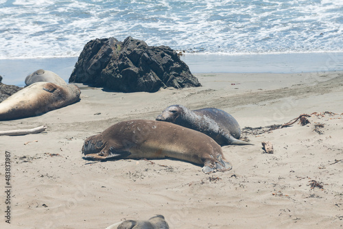 Northern elephant seals (Mirounga angustirostris) lining the beach along Pacific Coast Highway (Highway 1) in California, USA.