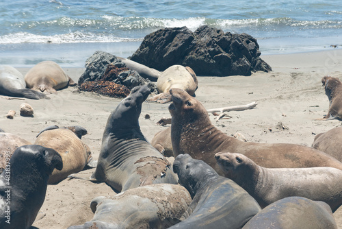 Northern elephant seals (Mirounga angustirostris) lining the beach along Pacific Coast Highway (Highway 1) in California, USA.