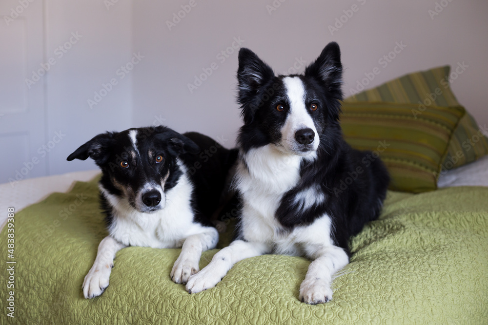 Selective focus view of handsome long-haired border collie lying down on bed with short-haired dog in soft focus staring with intent expression