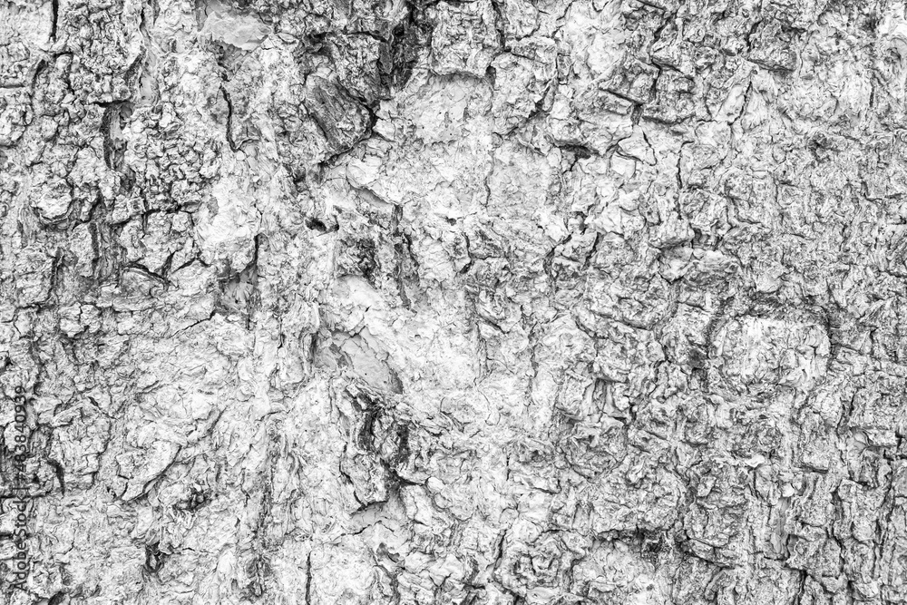 Cracks of tree bark texture and background seamless