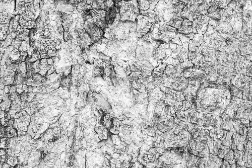Cracks of tree bark texture and background seamless