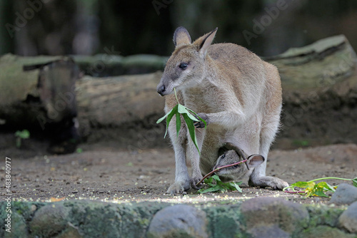 An Eastern hare wallaby mother is looking for food while holding her baby in a pouch on her belly. This marsupial has the scientific name Lagorchestes leporides. 