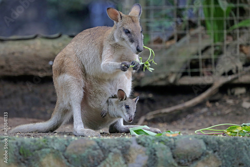 An Eastern hare wallaby mother is looking for food while holding her baby in a pouch on her belly. This marsupial has the scientific name Lagorchestes leporides.  photo
