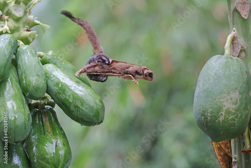 A mother sugar glider who is holding her two babies is flying to move from one papaya tree to another. 