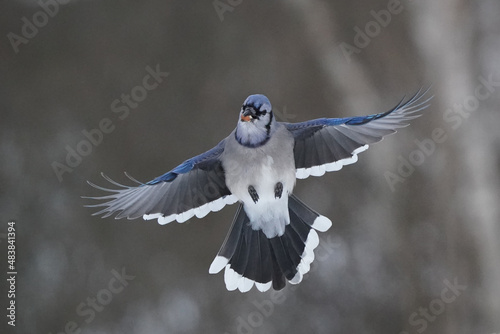 Blue Jays fighting over food in a variety of different weather conditions from sunrise to bright sun. Threat gestures and midair combat perching and flying  © Janet