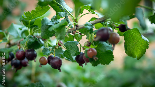 Ripe Yoshta berry on a tree branch, black berry ripens in the garden. Natural berry on a bush branch photo
