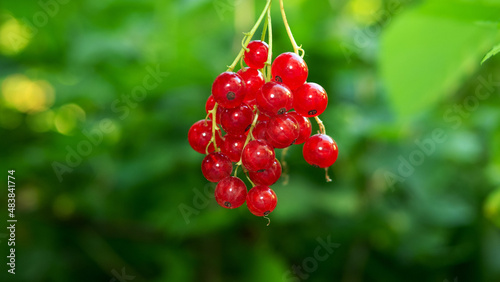 Twig with ripe red currant, ripe red berry on bokeh background