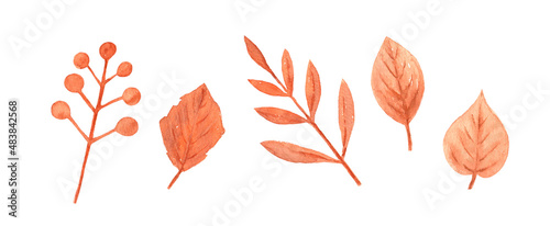 A set of autumn branches and leaveson a white background. The illustrations are hand painted in watercolor. Set of watercolor illustrations.