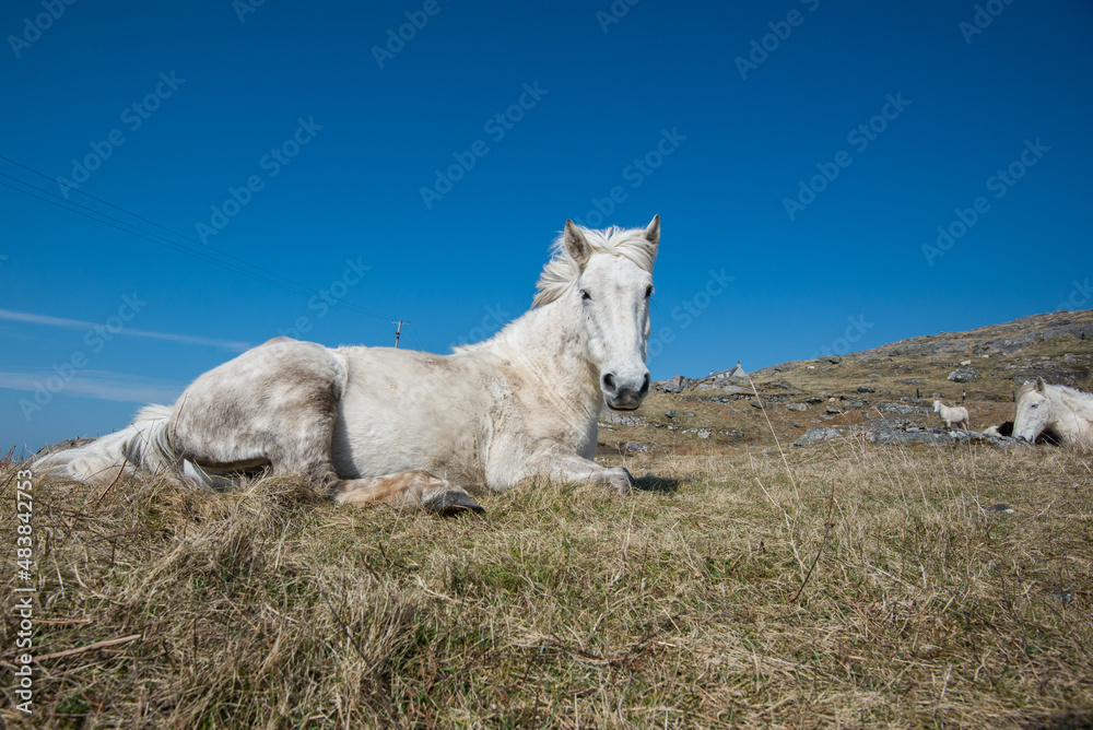 Eriskey Pony on the Isle of Eriskay Outer Hebrides, a group of western isles in Scotland. In the blue sky on a spring/summer morning Eriskey Pony on the Isle of Eriskay Outer Hebrides, a group of western isles in Scotland. In the blue sky on a spring/summer morning
