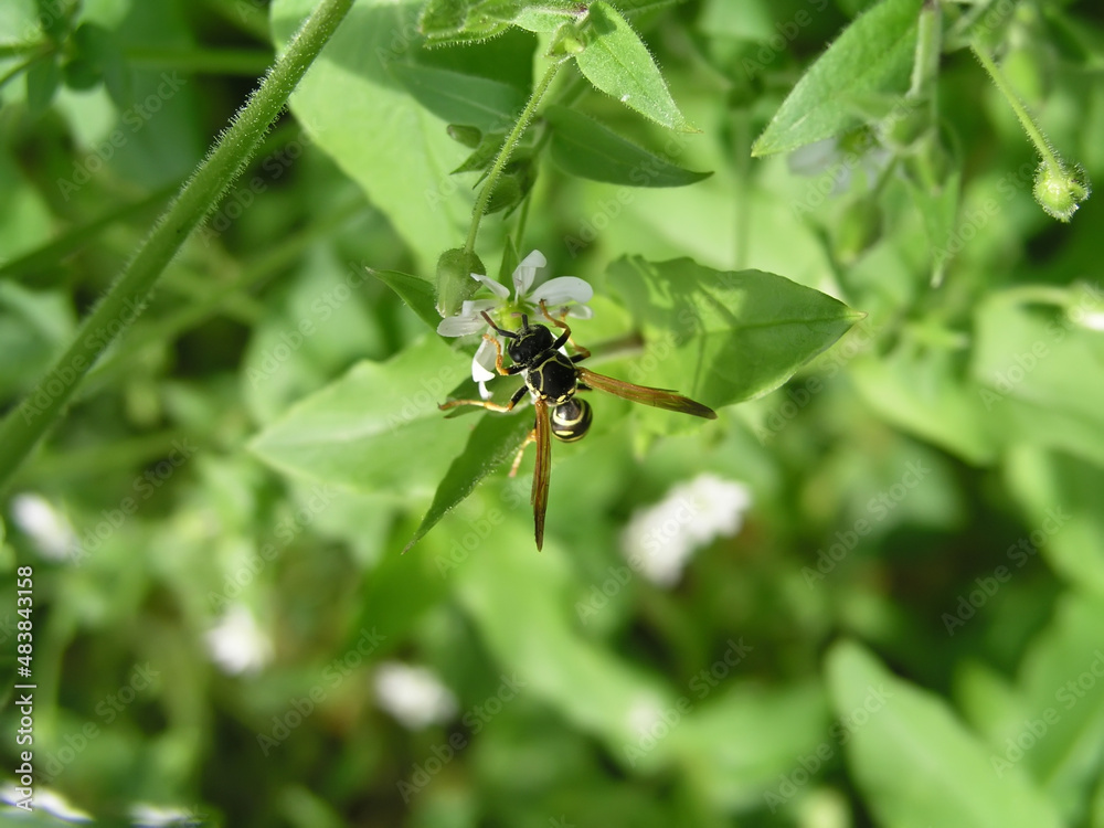 Stellaria media, common chickweed, chickenwort, craches, maruns in the summer. Wasp collects nectar from chickweed. Collection of medicinal plants for preparation of elixir Stellaria media, common chickweed, chickenwort, craches, maruns in the summer. Wasp collects nectar from chickweed. Collection of medicinal plants for preparation of elixir