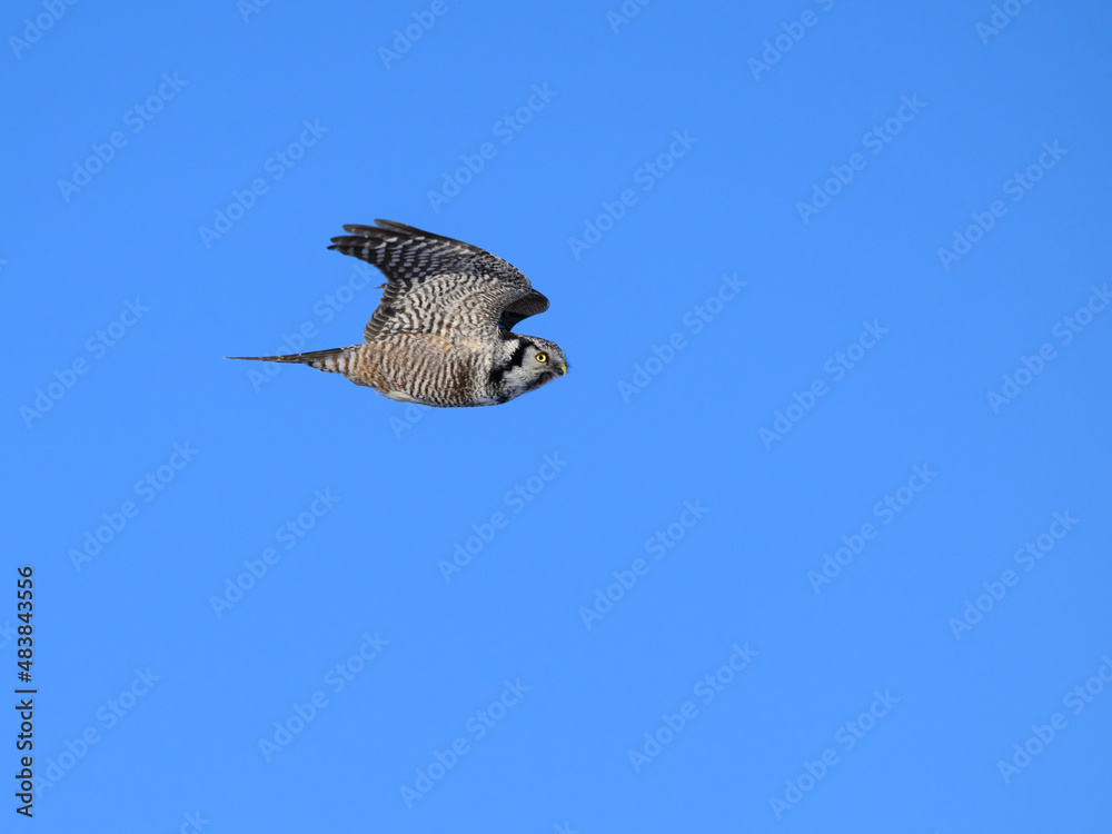 Fototapeta premium Northern Hawk Owl in Flight on Blue Sky