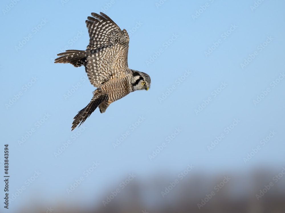 Fototapeta premium Northern Hawk Owl Landing in Winter on Blue Sky