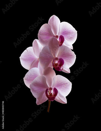 Beautiful purple Phalaenopsis orchid flowers, isolated on black background. Moth dendrobium orchid. Multiple blossoms. Flower in bloom. Beautiful details of tropical floral visuals.