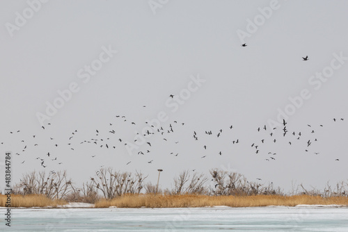 Migratory birds on Lake Khanka in Primorsky Krai. Schools of birds during the flight. photo