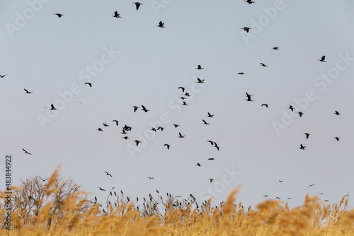 Migratory birds on Lake Khanka in Primorsky Krai. Schools of birds during the flight. photo