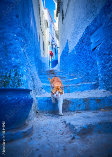 The Cats of Chefchaouen © Feroz