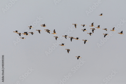 Migratory birds on Lake Khanka in Primorsky Krai. Schools of birds during the flight.