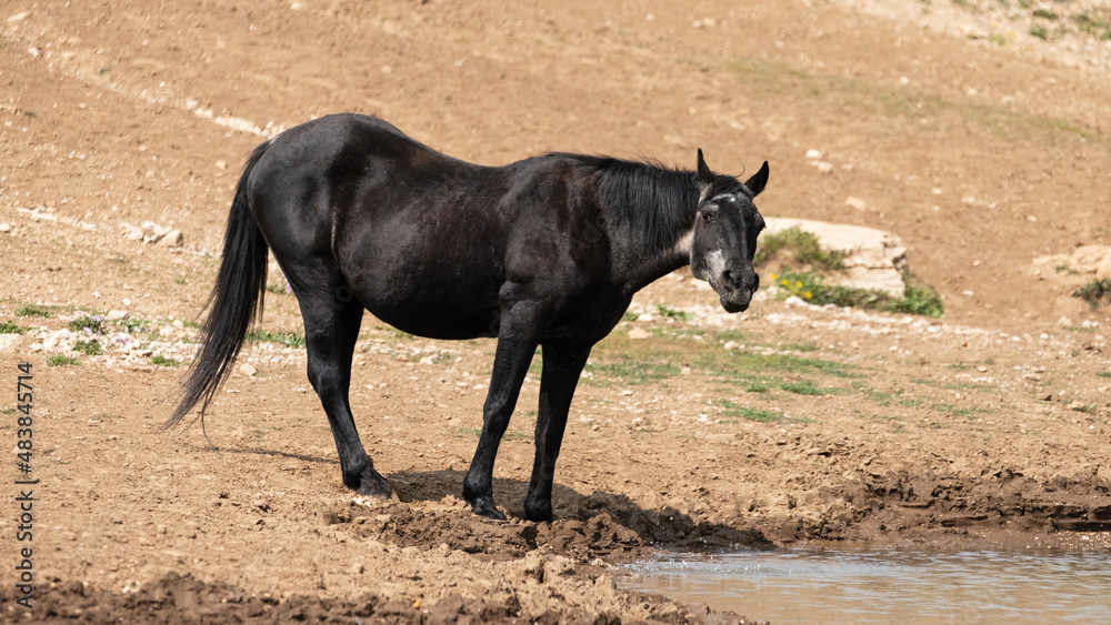 Black Sabino Wild Horse mare at the waterhole in the Pryor Mountains Wild Horse Range on the border of Montana in the United States Black Sabino Wild Horse mare at the waterhole in the Pryor Mountains Wild Horse Range on the border of Montana in the United States