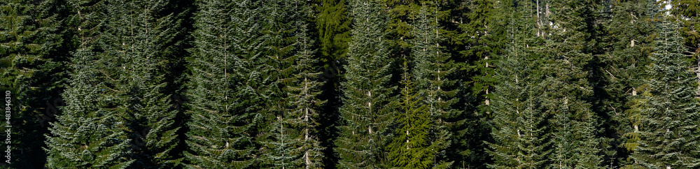 Obraz premium Forest of beautifully shaped dark green evergreen fir trees on a sunny day, as a nature background 