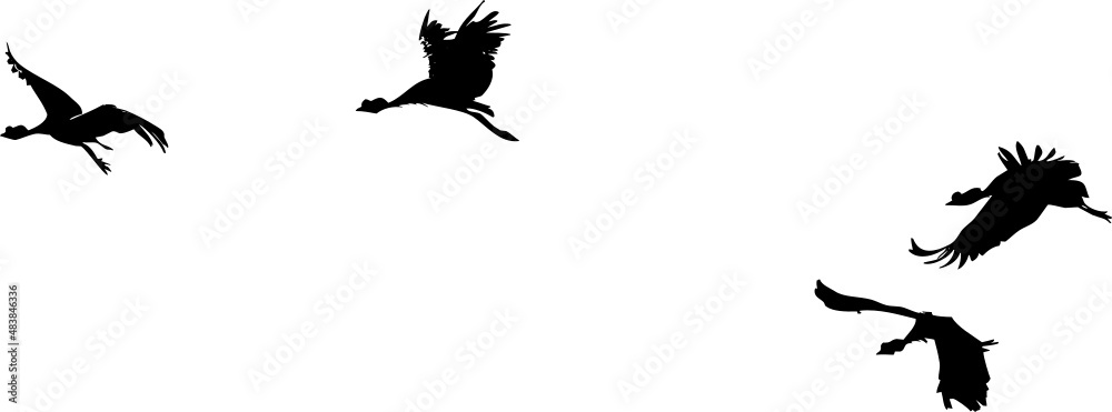 Obraz premium Plusieurs Oiseaux en vol 