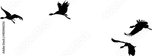 Plusieurs Oiseaux en vol 