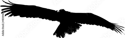Rapace de type aigle, vautour, faucon volant dans le ciel- vecteur noir avec fond transparent à personnaliser ou utiliser tel quel. 