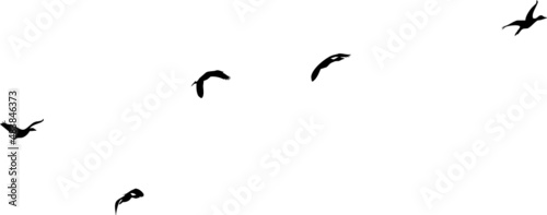 Nuée d'oiseaux en vol dans le ciel pour illustration paysage. Vecteur noir fond transparent. 