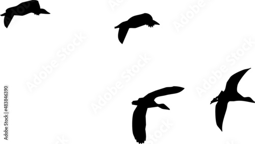 Nuée d'oiseaux en vol, canards sauvages.