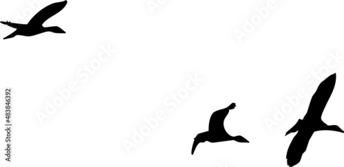 Trois canards en vol, silhouettes, fond transparent vecteur noir.