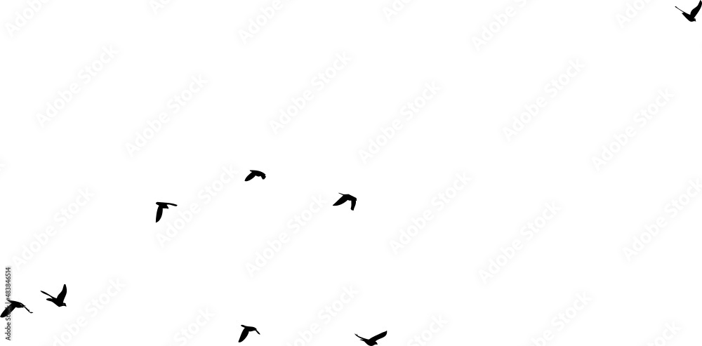 Plusieurs oiseaux volants dans le ciel  - vecteur noir avec fond transparent à personnaliser ou utiliser tel quel. 