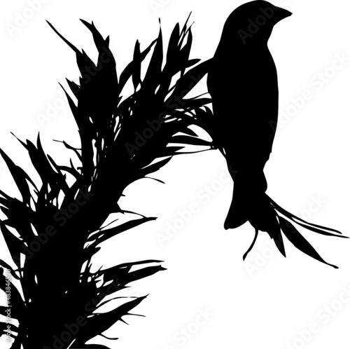 Verdier d'Europe, oiseau posé sur branche et feuilles de bambou en contre jour. Vecteur noir sur fond transparent 